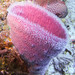 Pink Vase Sponge - Photo (c) Lesley Clements, all rights reserved