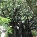 Ficus doliaria - Photo (c) Mariana Pimentel Falleiros, todos los derechos reservados, subido por Mariana Pimentel Falleiros