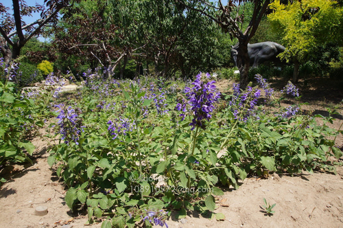 red sage (Salvia miltiorrhiza)