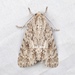Acronicta hercules - Photo (c) 豆豆, all rights reserved, uploaded by 豆豆