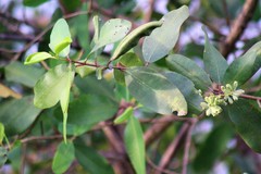 Laguncularia racemosa image