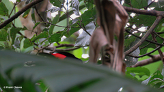Ramphocelus passerinii image