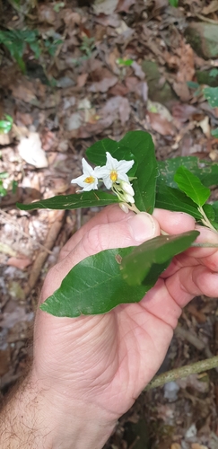 Solanum shirleyanum
