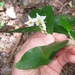 Solanum shirleyanum - Photo (c) Reece Taverner, todos los derechos reservados, subido por Reece Taverner