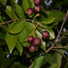 Syzygium guineense guineense - Photo (c) Warren McCleland, todos os direitos reservados, uploaded by Warren McCleland