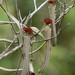 Nepenthes albomarginata - Photo (c) Chien Lee, כל הזכויות שמורות, הועלה על ידי Chien Lee