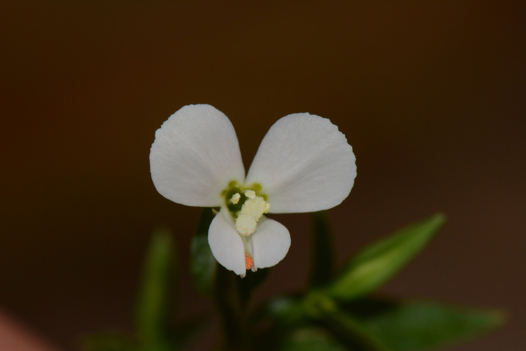 Canscora alata (Canscora alata)