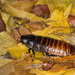 Madagascar Hissing Cockroach - Photo (c) Kristian, all rights reserved, uploaded by Kristian