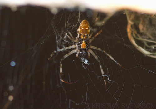 Madagascar Hermit Spider