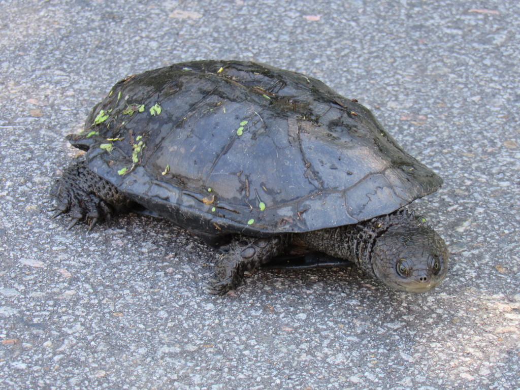 Black Spine-necked Swamp Turtle in December 2020 by Adolf Carl Krüger ...