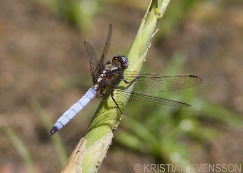 Broad Skimmer