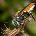 Megachile bicolor - Photo (c) Hayath Mohammed, todos los derechos reservados, subido por Hayath Mohammed