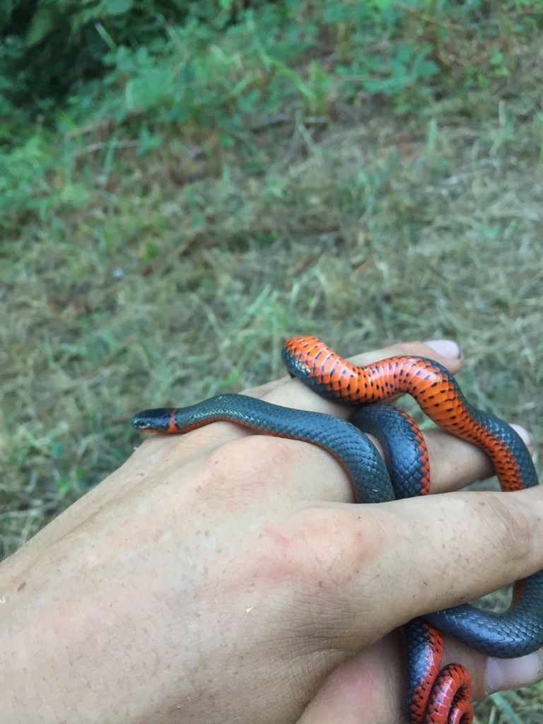 Northwestern Ringneck Snake From 150 Desiree Rd, Longview, Wa, Us On 