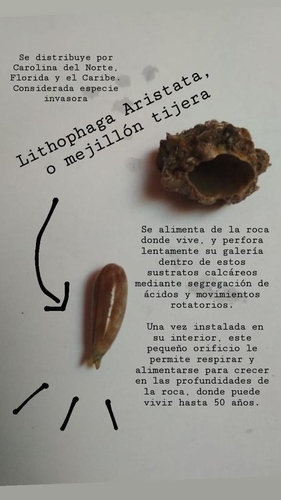 taxonomy_inaturalist image for Lithophaga aristata