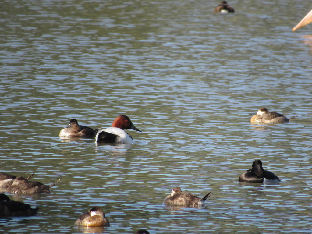 Canvasback from Brea, CA, USA on December 30, 2020 at 10:59 AM by ...