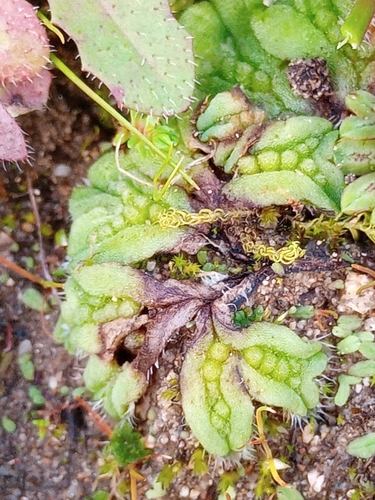 Oxymitra