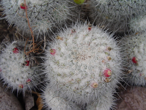 Mammillaria geminispina