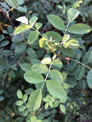 iNaturalist observation photo of roses