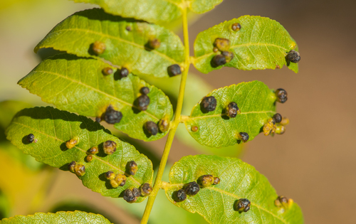 California Black Walnut Pouch Gall Mite