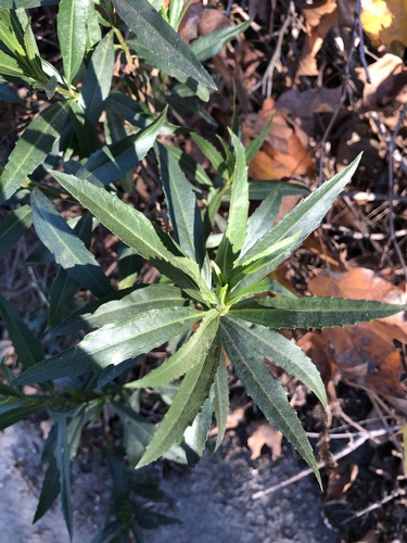 iNaturalist observation photo of mule fat