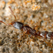 Indolent Ant - Photo (c) gernotkunz, all rights reserved, uploaded by gernotkunz