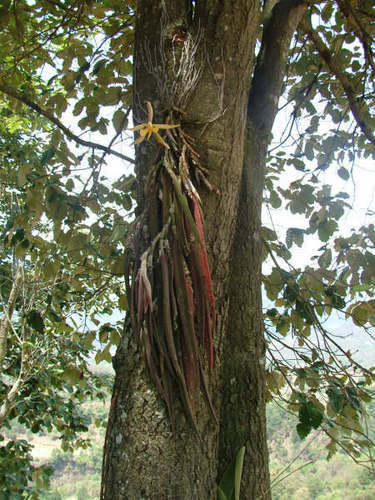 Parkinson's Epidendrum