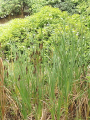 Image of Typha angustifolia