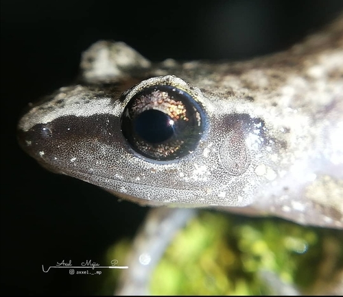 Lowland Chirping Frog
