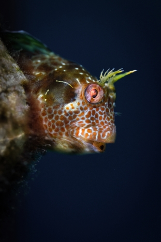 Parablennius postoculomaculatus Bath & Hutchins, 1986