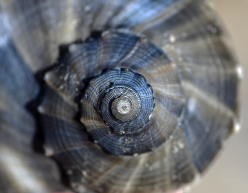 Lightning Whelk