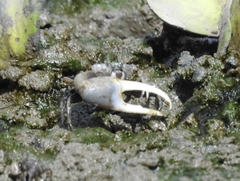 Leptuca leptodactyla image