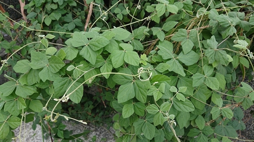 Purple Bush-Bean
