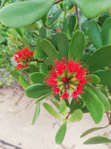 How to identify Lumnitzera littorea (Jack) Voigt