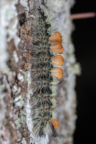 Douglas-fir tussock moth