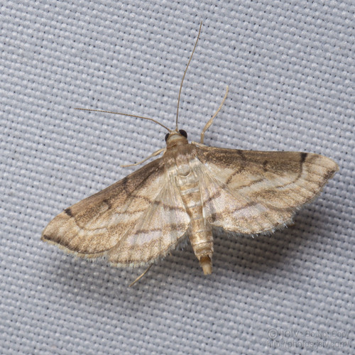 Acrobat Moth
