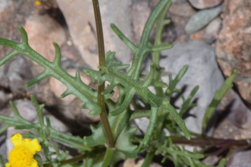 Buck's horn groundsel