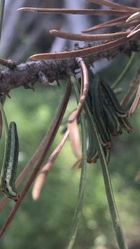 iNaturalist observation photo of Neodiprion mundus