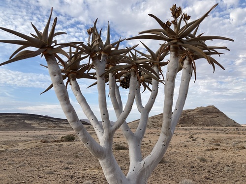 Protected Plant Species Of Namibia · Inaturalist 4490