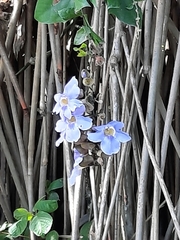 Thunbergia grandiflora image