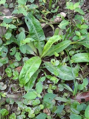 Eryngium foetidum image