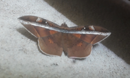 Hemeroblemma opigena