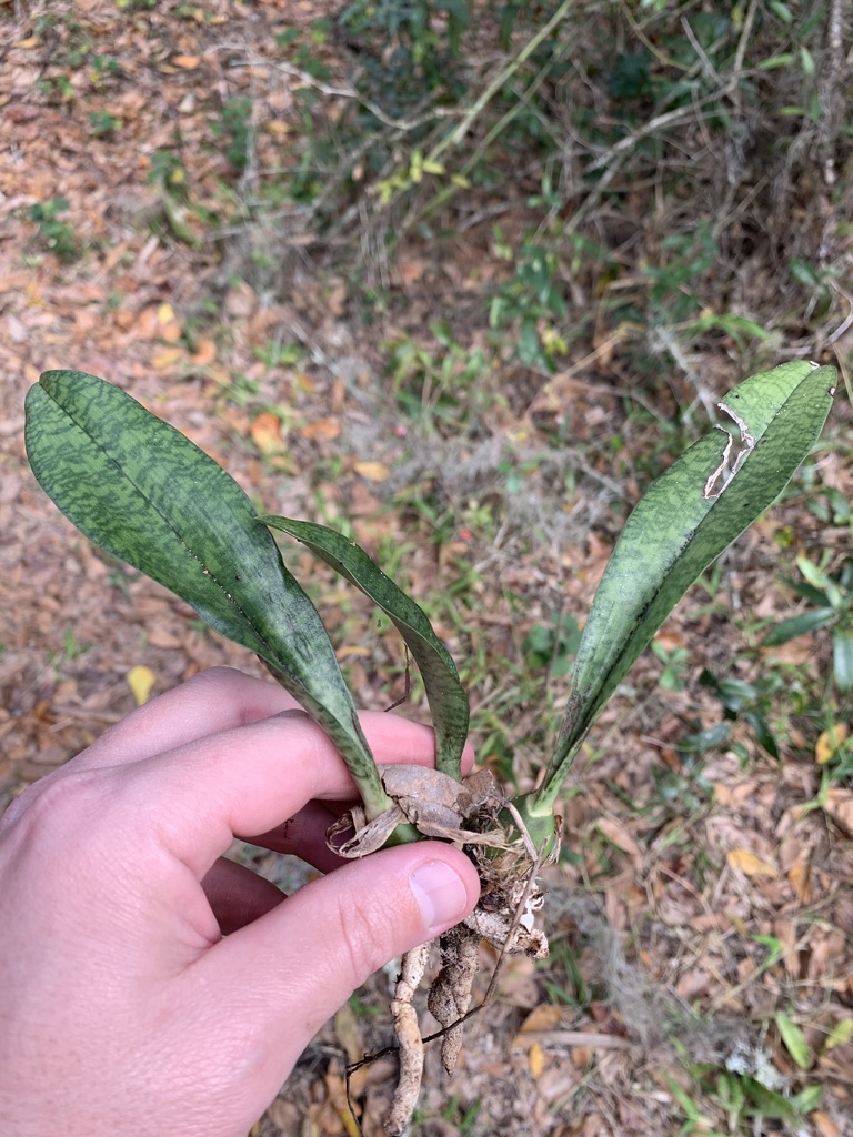 Orquídea monja africana desde Alderman Ford Park Dr, Lithia, FL, US el 31  de diciembre de 2020 a las 11:37 de Nate Herring · iNaturalist Chile