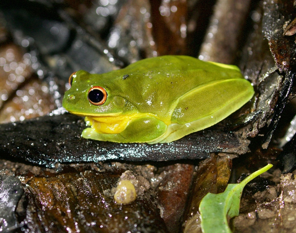 Orange-eyed Tree Frog From Martinsville Nsw 2265, Australia On December 