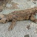 Ukinga Girdled Lizard - Photo (c) robinia, all rights reserved, uploaded by robinia