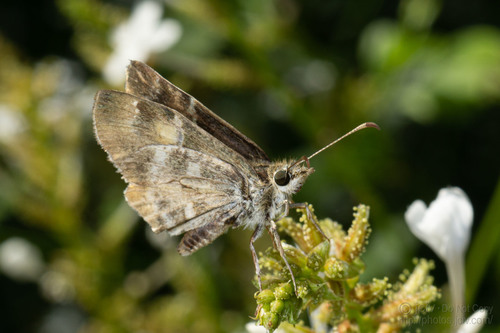 Texas Powdered Skipper