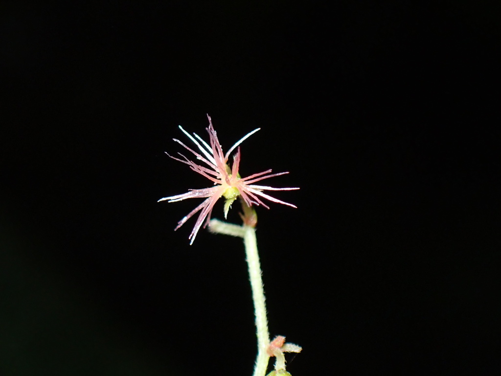 Acalypha platyphylla from San Miguel de los Bancos, Ecuador on December ...