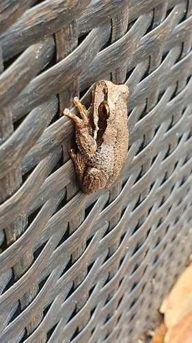 Southern Brown Tree Frog