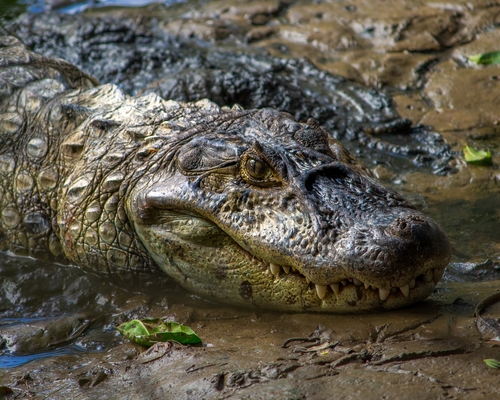 Caiman