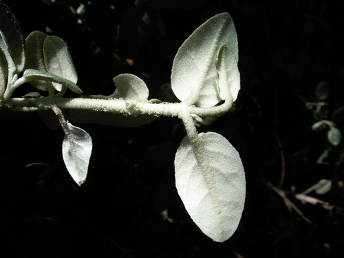 Roundleaf buffaloberry