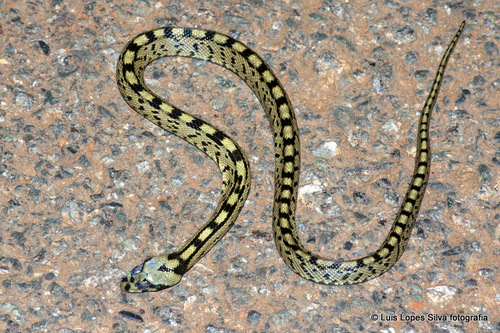 Ladder Snake